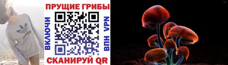 Галлюциногенные грибы Psilocybe  наркошоп  Курчатов 